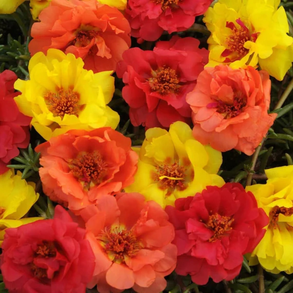 Portulaca Grandiflora 'Sundial Series' Seeds, 30 seeds