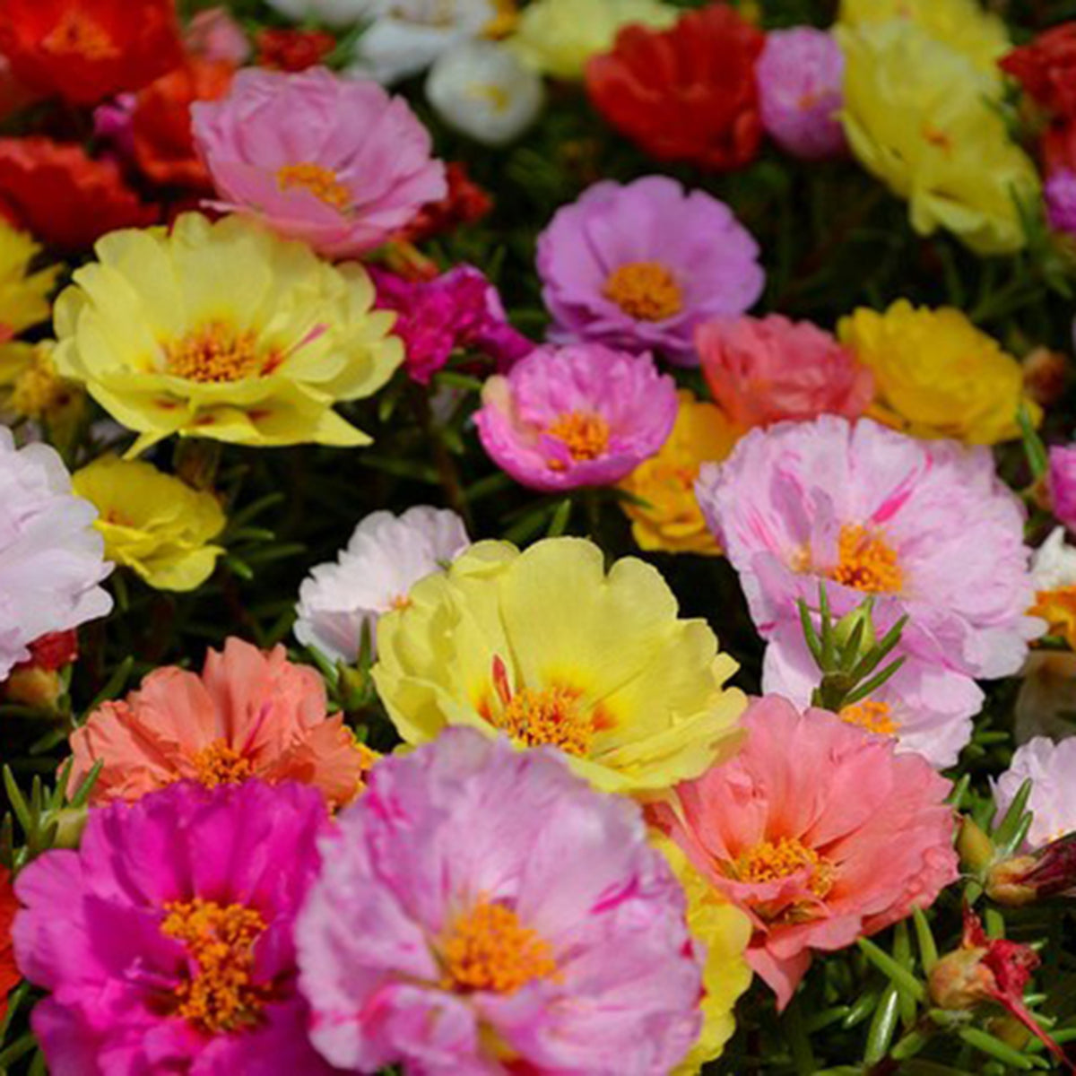 Portulaca Grandiflora 'Sundial Series' Seeds, 30 seeds