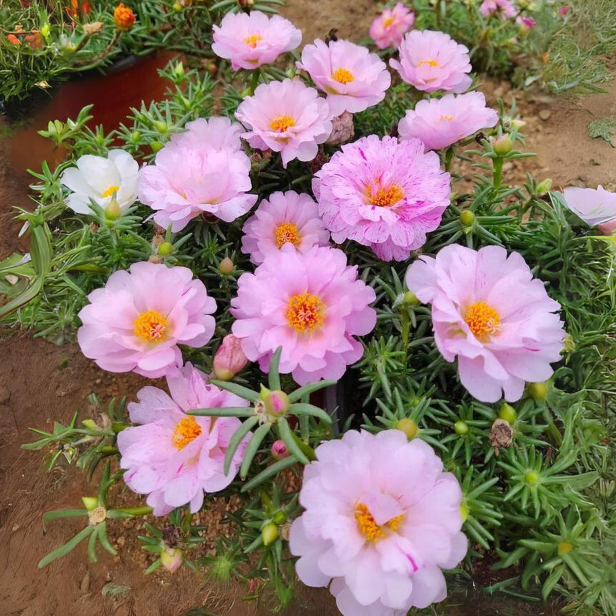 Portulaca Grandiflora 'Sundial Series' Seeds, 30 seeds