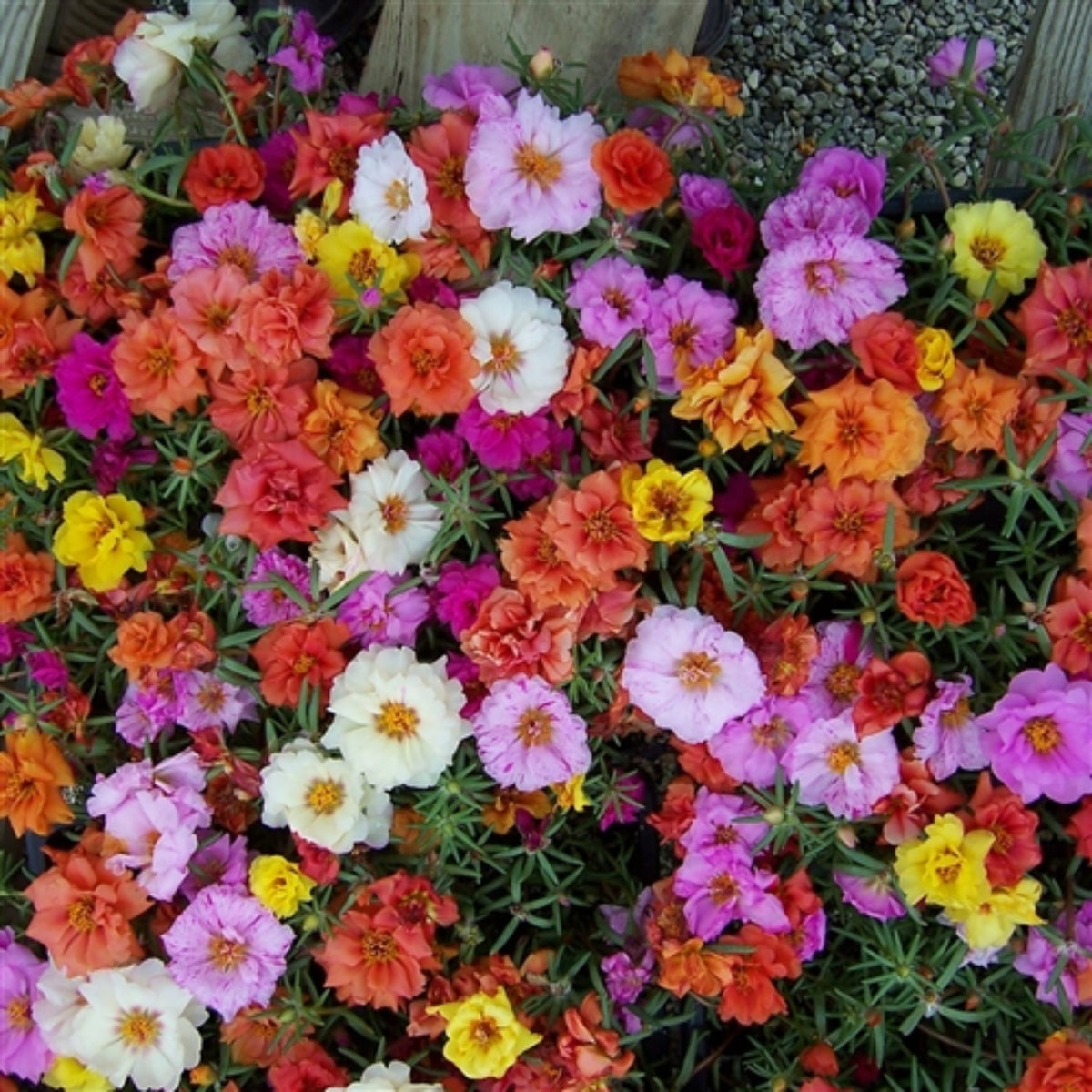 Portulaca Grandiflora 'Sundial Series' Seeds, 30 seeds