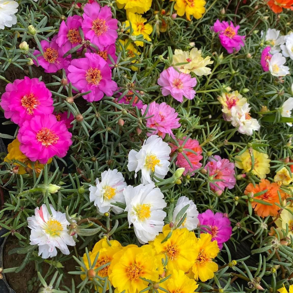 Portulaca Grandiflora 'Sundial Series' Seeds, 30 seeds