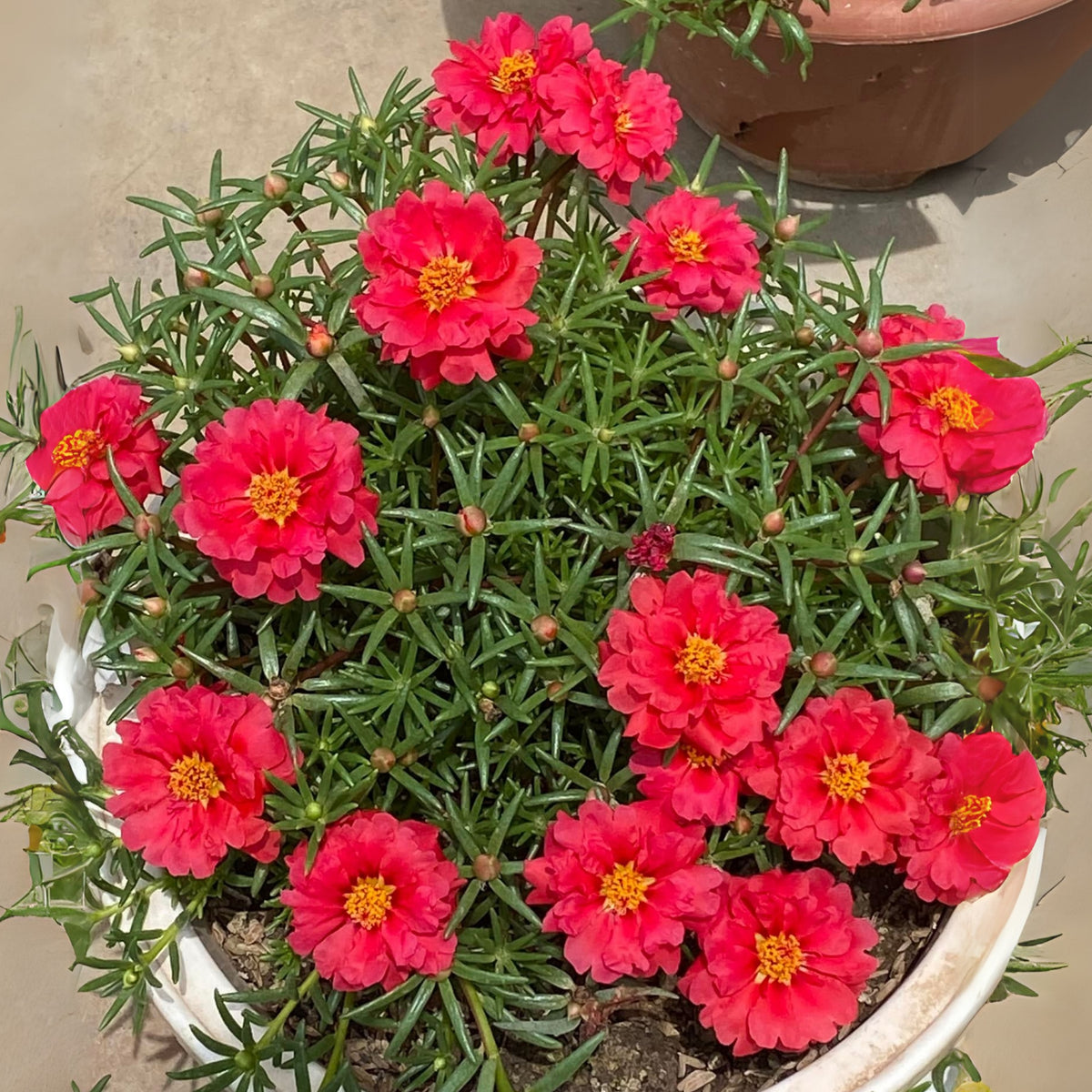 Rose Moss 'Tequila' Portulaca Grandiflora Seeds, 30 seeds