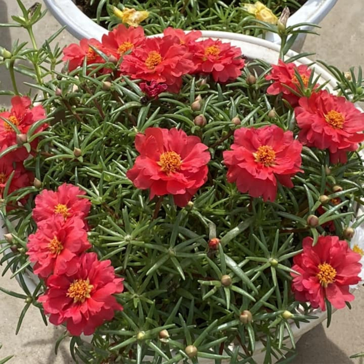 Rose Moss 'Tequila' Portulaca Grandiflora Seeds, 30 seeds