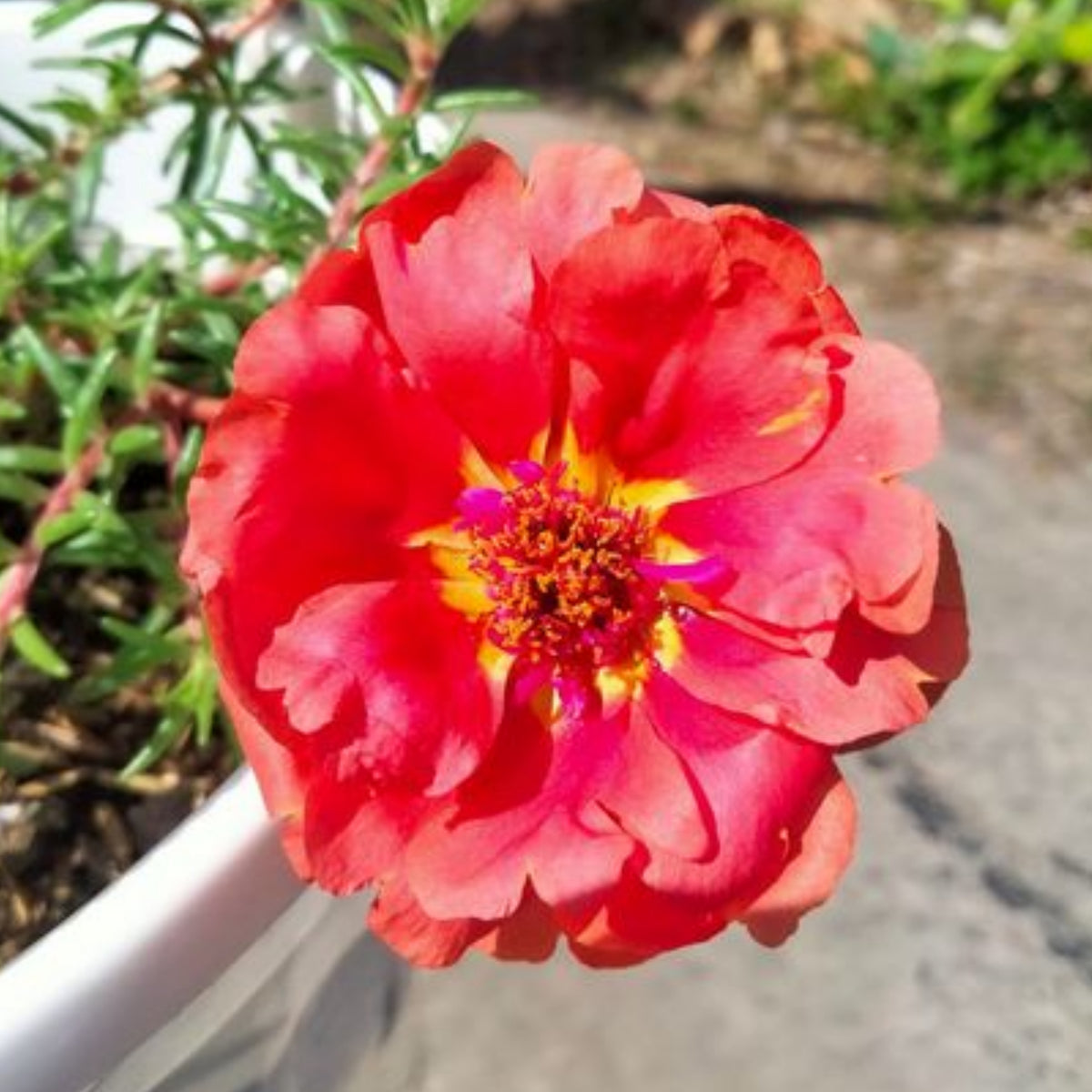 Rose Moss 'Tequila' Portulaca Grandiflora Seeds, 30 seeds