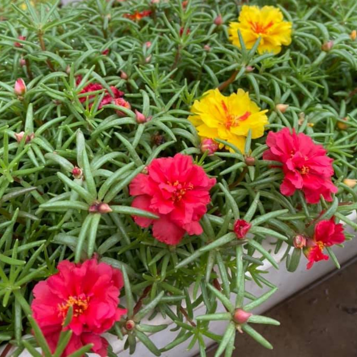 Rose Moss 'Tequila' Portulaca Grandiflora Seeds, 30 seeds