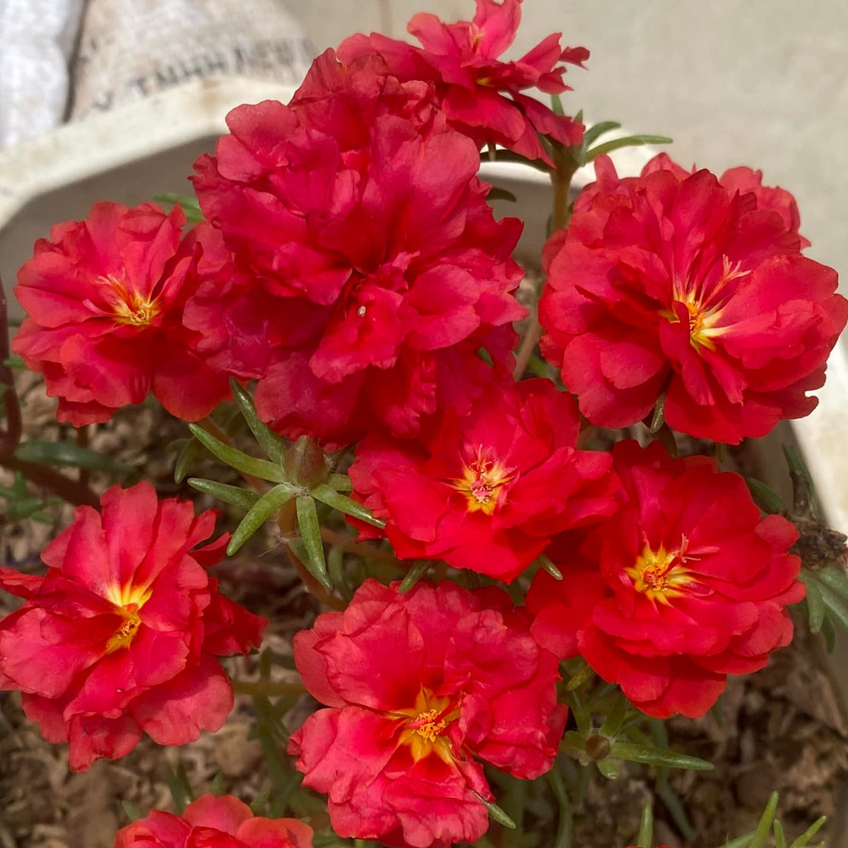 Rose Moss 'Tequila' Portulaca Grandiflora Seeds, 30 seeds