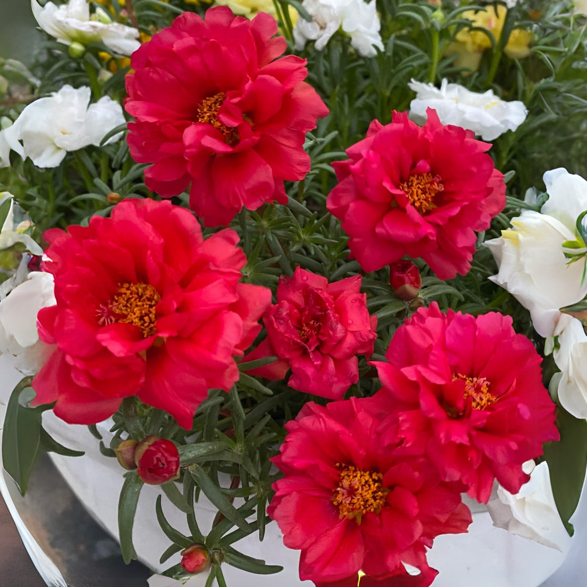 Rose Moss 'Tequila' Portulaca Grandiflora Seeds, 30 seeds