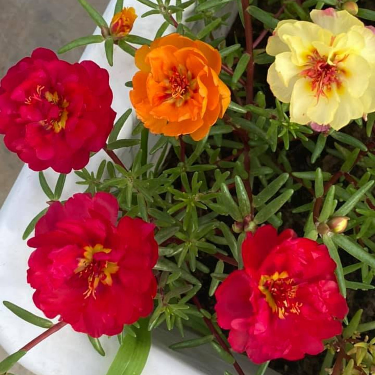 Rose Moss 'Tequila' Portulaca Grandiflora Seeds, 30 seeds