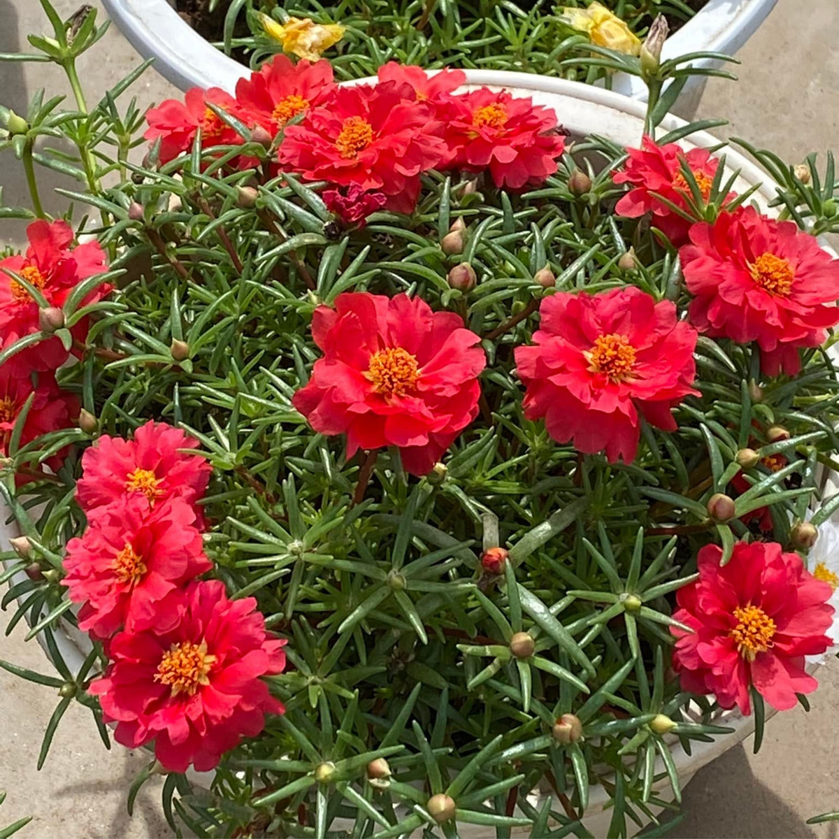 Rose Moss 'Tequila' Portulaca Grandiflora Seeds, 30 seeds