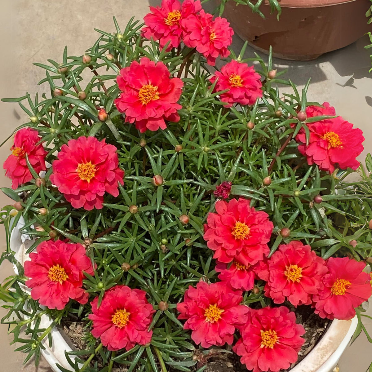 Rose Moss 'Tequila' Portulaca Grandiflora Seeds, 30 seeds