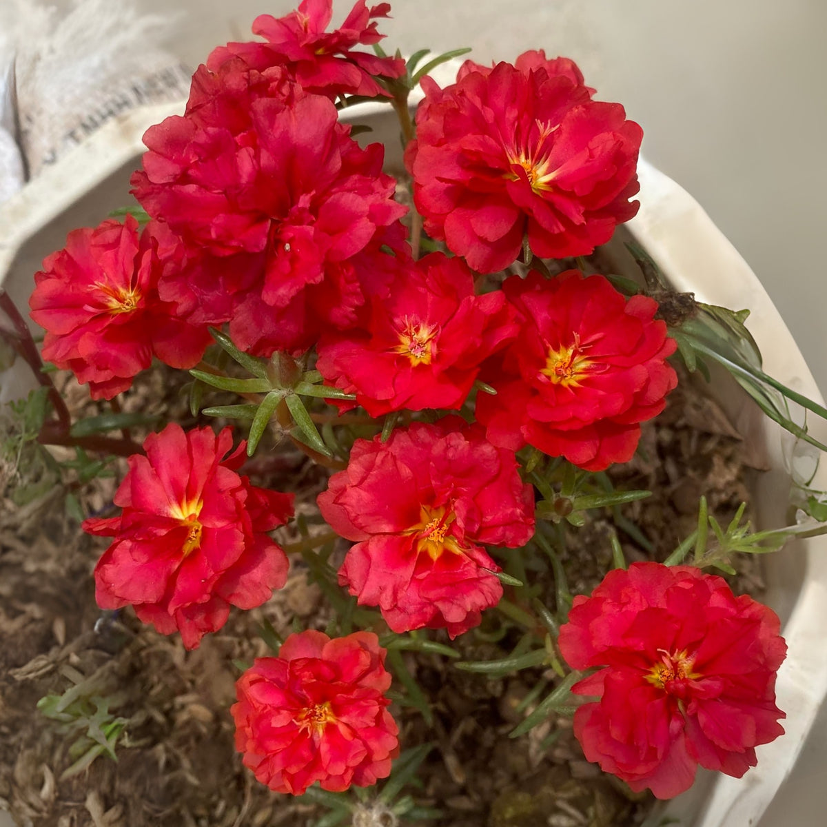 Rose Moss 'Tequila' Portulaca Grandiflora Seeds, 30 seeds