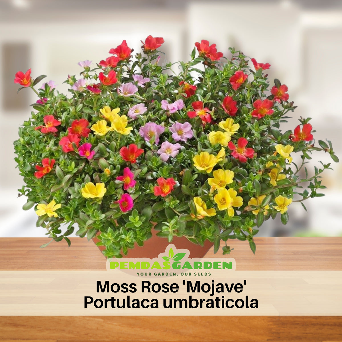 Portulaca 'Mojave' Series Seeds - Moss Rose Seeds, 30 seeds
