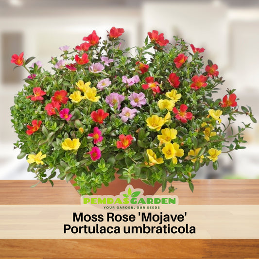 Portulaca 'Mojave' Series Seeds - Moss Rose Seeds, 30 seeds