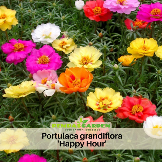 Portulaca 'Happy Hour' Series Seeds - Moss Rose Seeds, 30 seeds