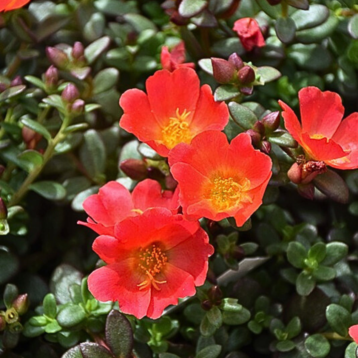 Portulaca 'Mojave' Series Seeds - Moss Rose Seeds, 30 seeds