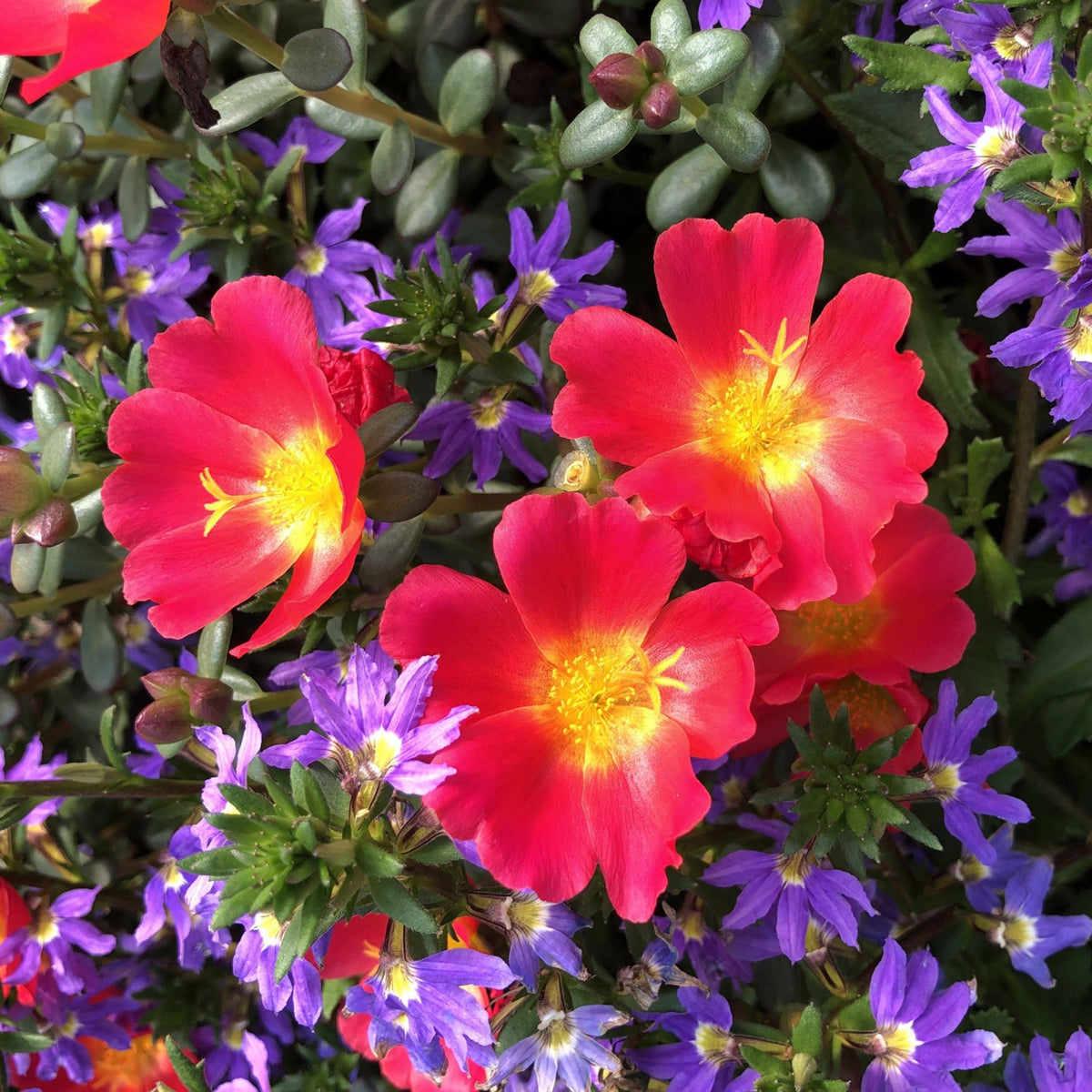 Portulaca 'Mojave' Series Seeds - Moss Rose Seeds, 30 seeds