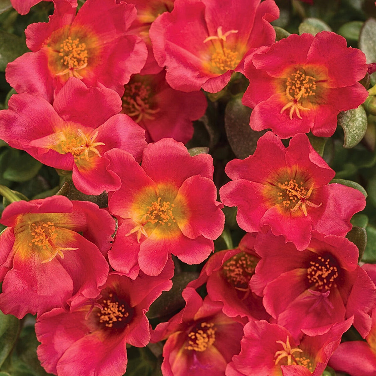 Portulaca 'Mojave' Series Seeds - Moss Rose Seeds, 30 seeds
