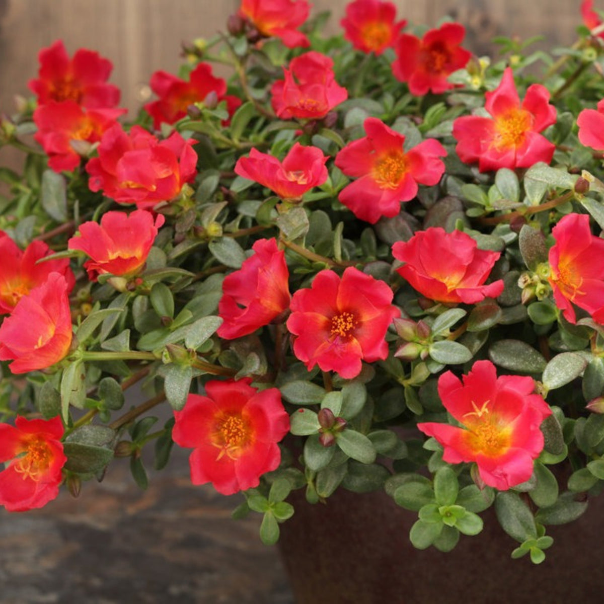 Portulaca 'Mojave' Series Seeds - Moss Rose Seeds, 30 seeds