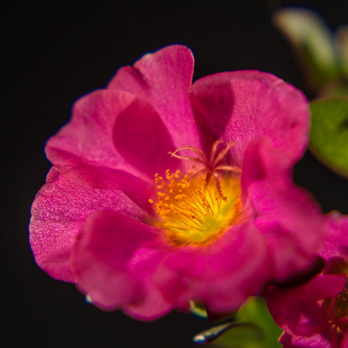 Portulaca 'Mojave' Series Seeds - Moss Rose Seeds, 30 seeds
