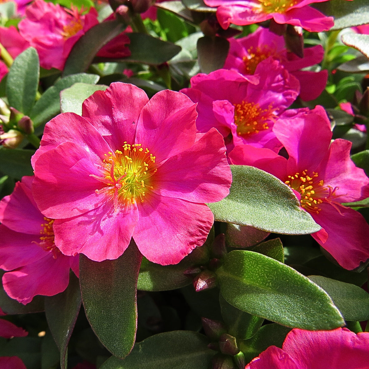 Portulaca 'Mojave' Series Seeds - Moss Rose Seeds, 30 seeds