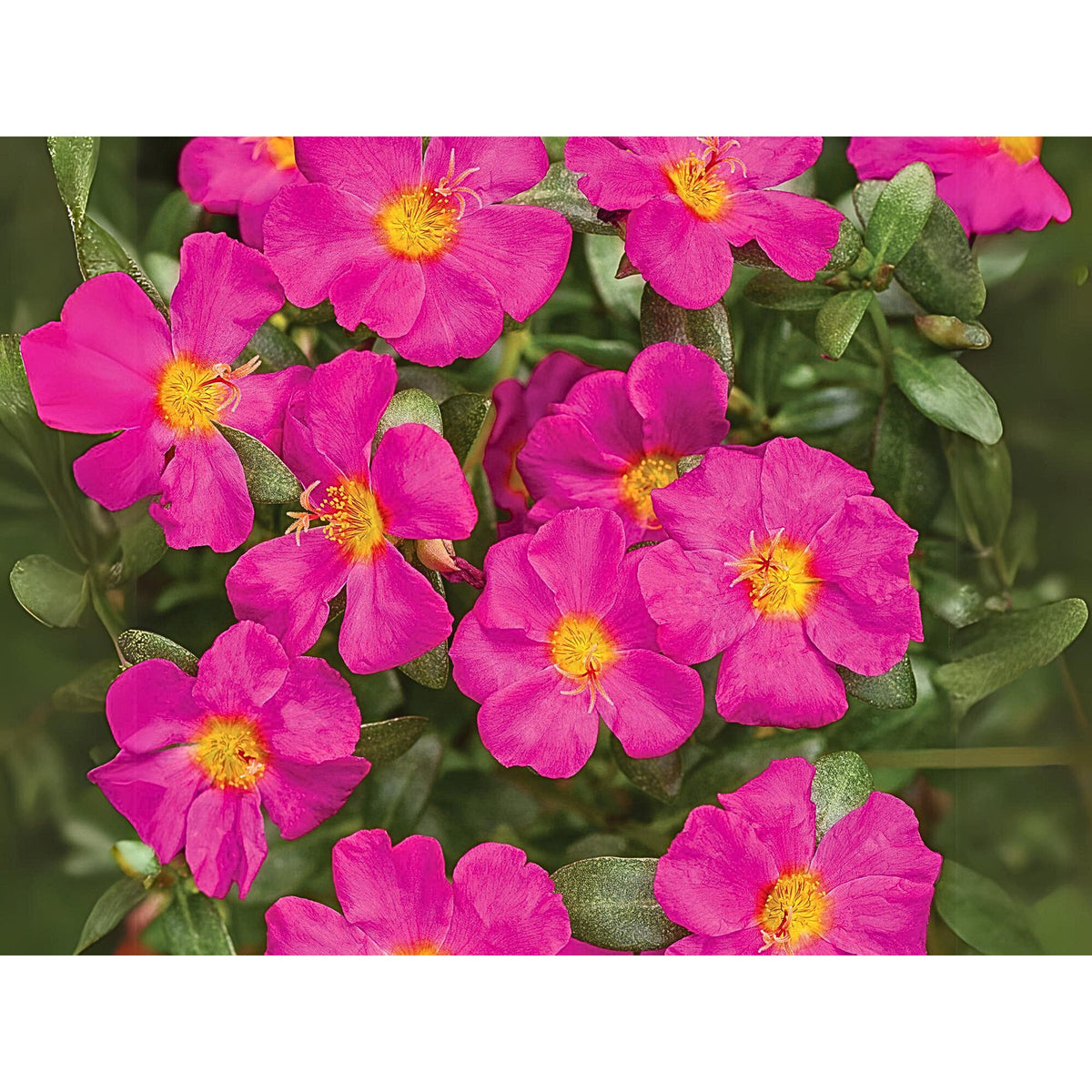 Portulaca 'Mojave' Series Seeds - Moss Rose Seeds, 30 seeds