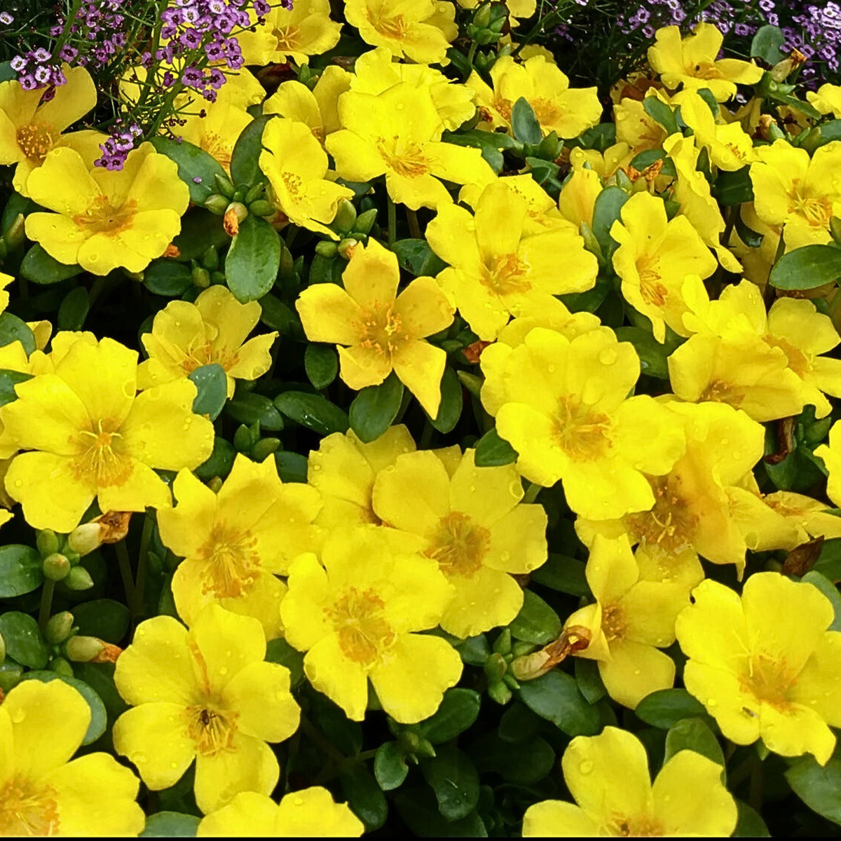 Portulaca 'Mojave' Series Seeds - Moss Rose Seeds, 30 seeds