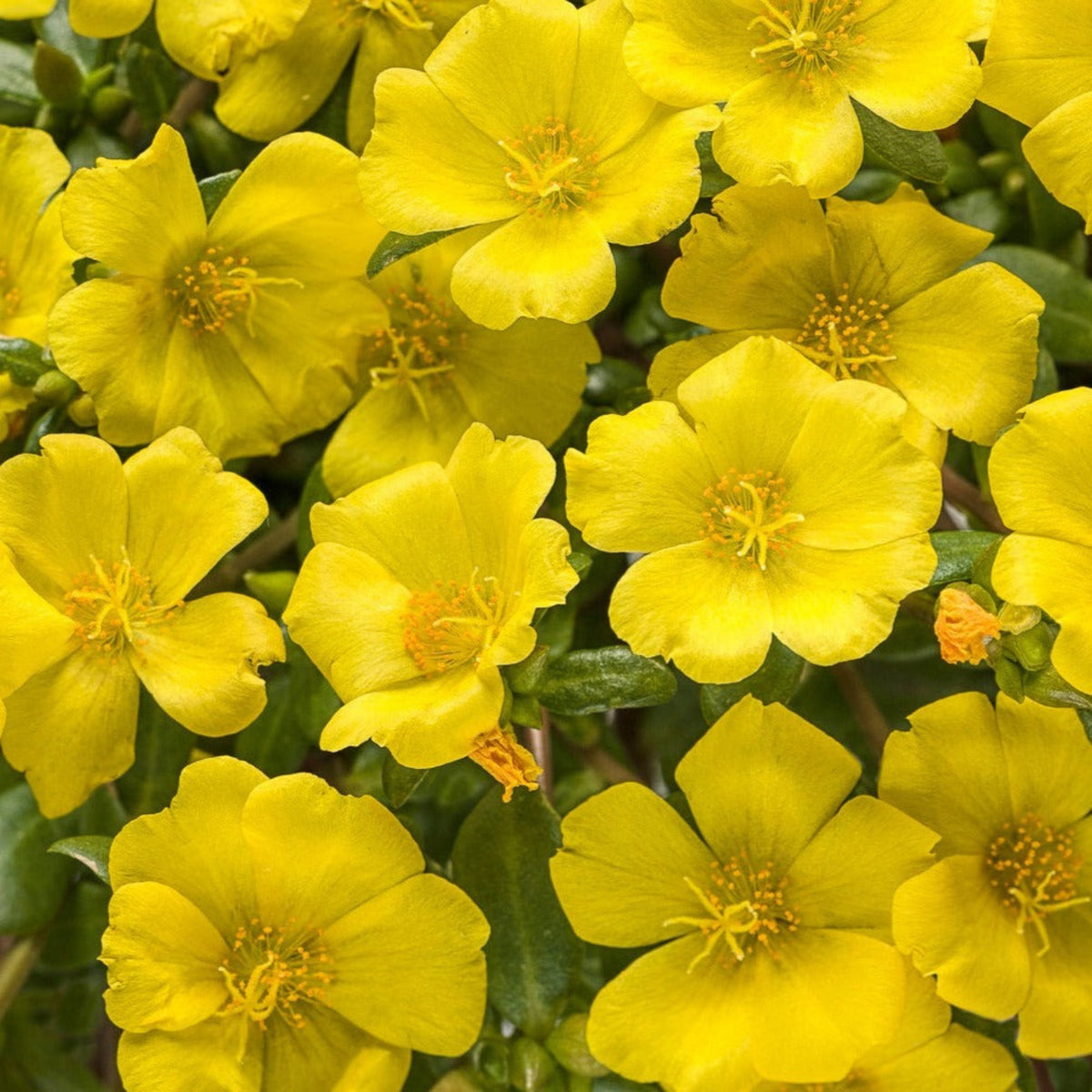 Portulaca 'Mojave' Series Seeds - Moss Rose Seeds, 30 seeds