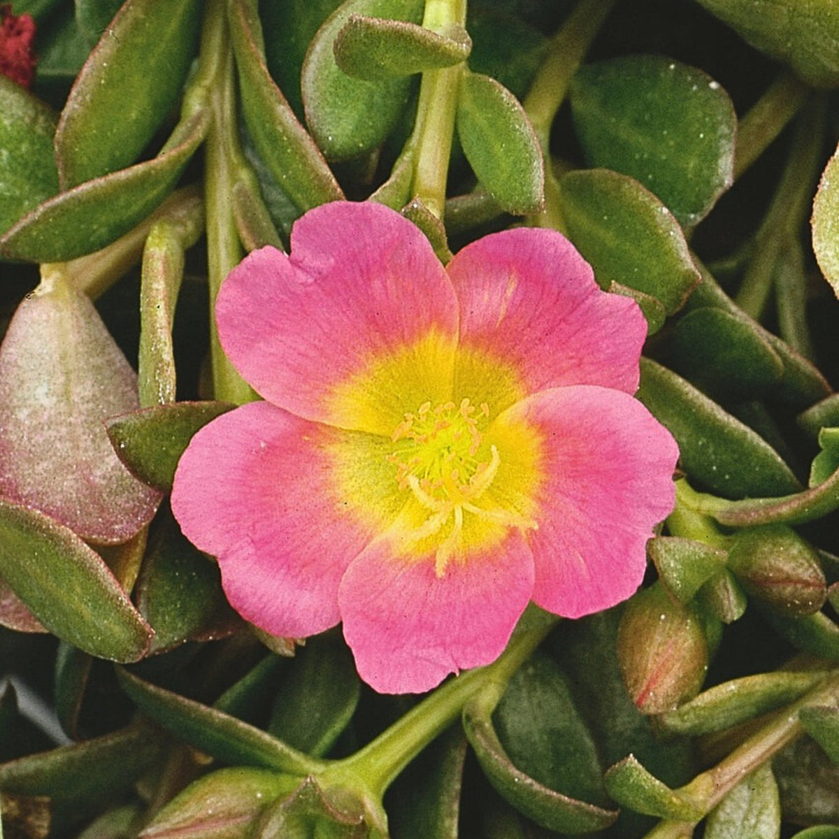 Portulaca 'Mojave' Series Seeds - Moss Rose Seeds, 30 seeds