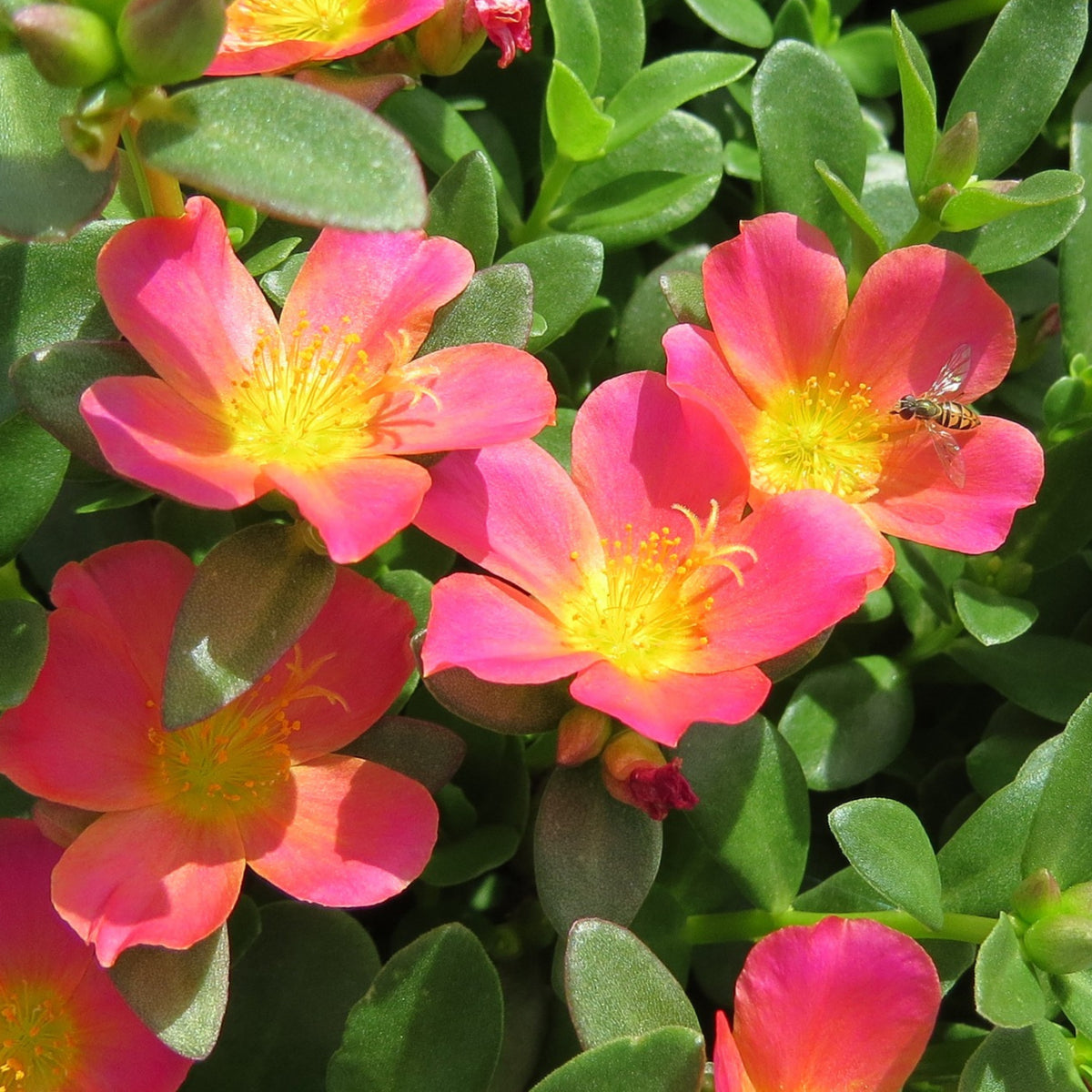 Portulaca 'Mojave' Series Seeds - Moss Rose Seeds, 30 seeds