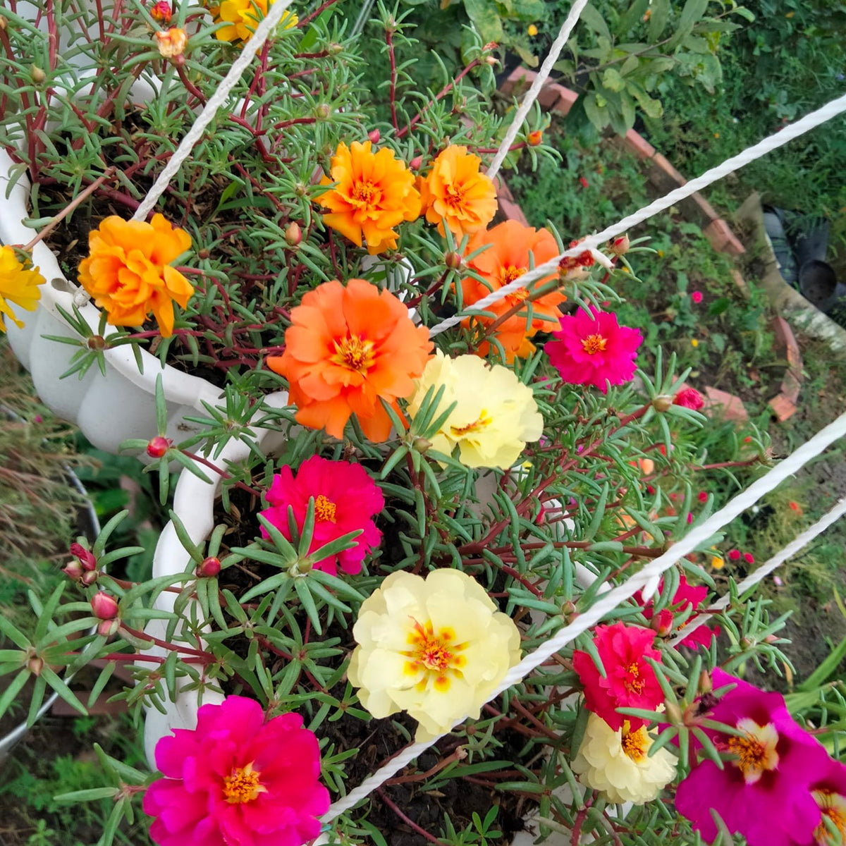 Portulaca 'Happy Hour' Series Seeds - Moss Rose Seeds, 30 seeds