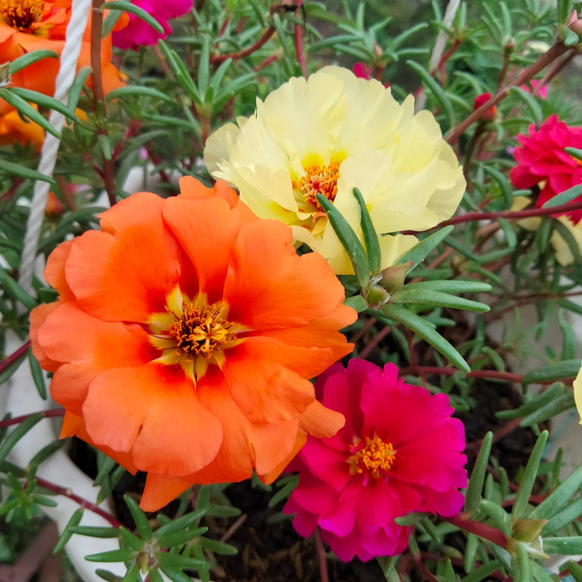 Portulaca 'Happy Hour' Series Seeds - Moss Rose Seeds, 30 seeds