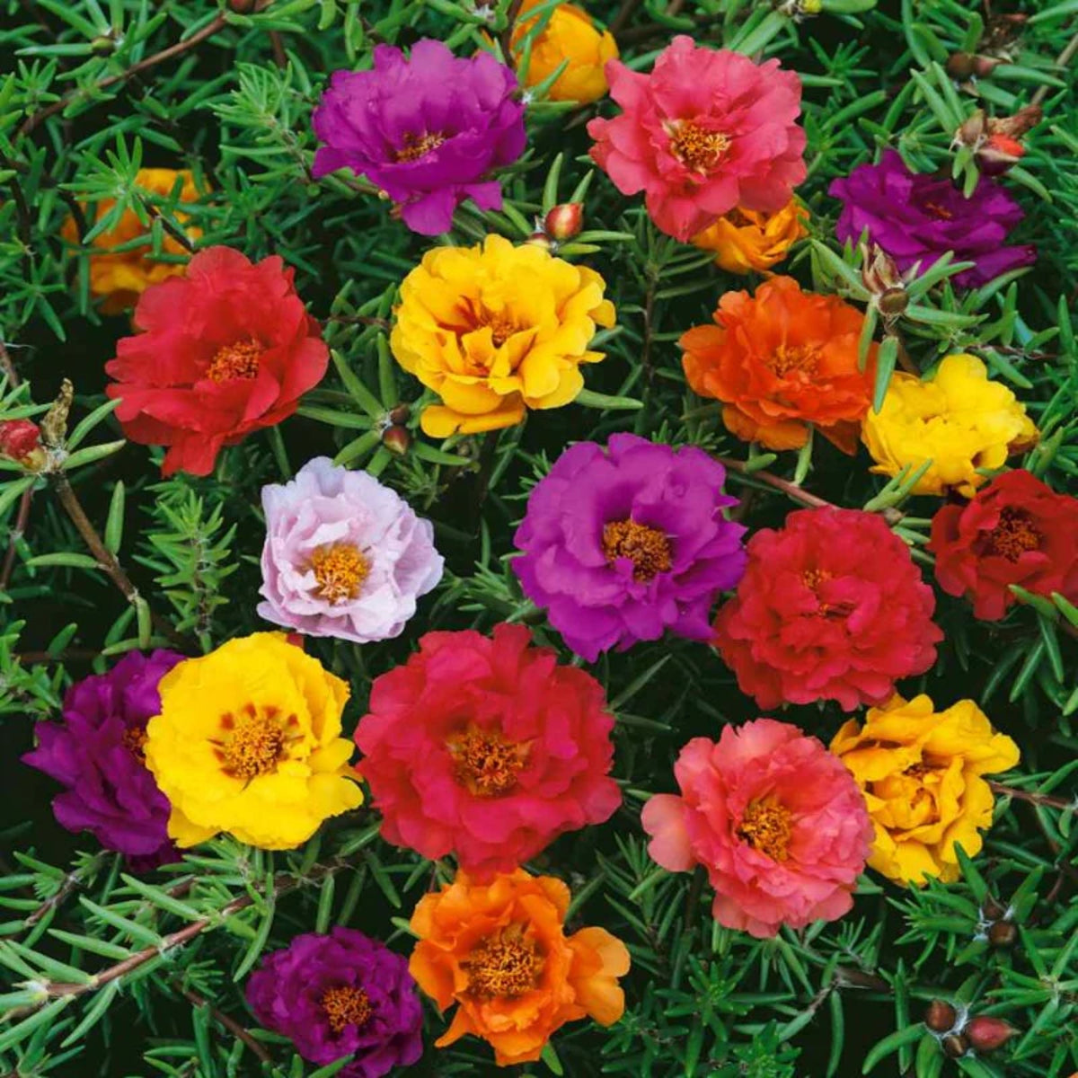 Portulaca 'Happy Hour' Series Seeds - Moss Rose Seeds, 30 seeds