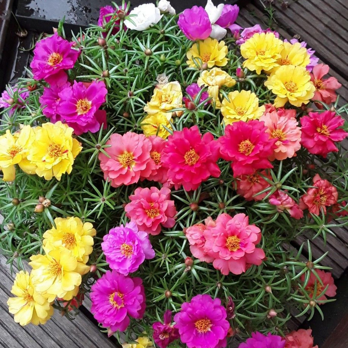 Portulaca 'Happy Hour' Series Seeds - Moss Rose Seeds, 30 seeds
