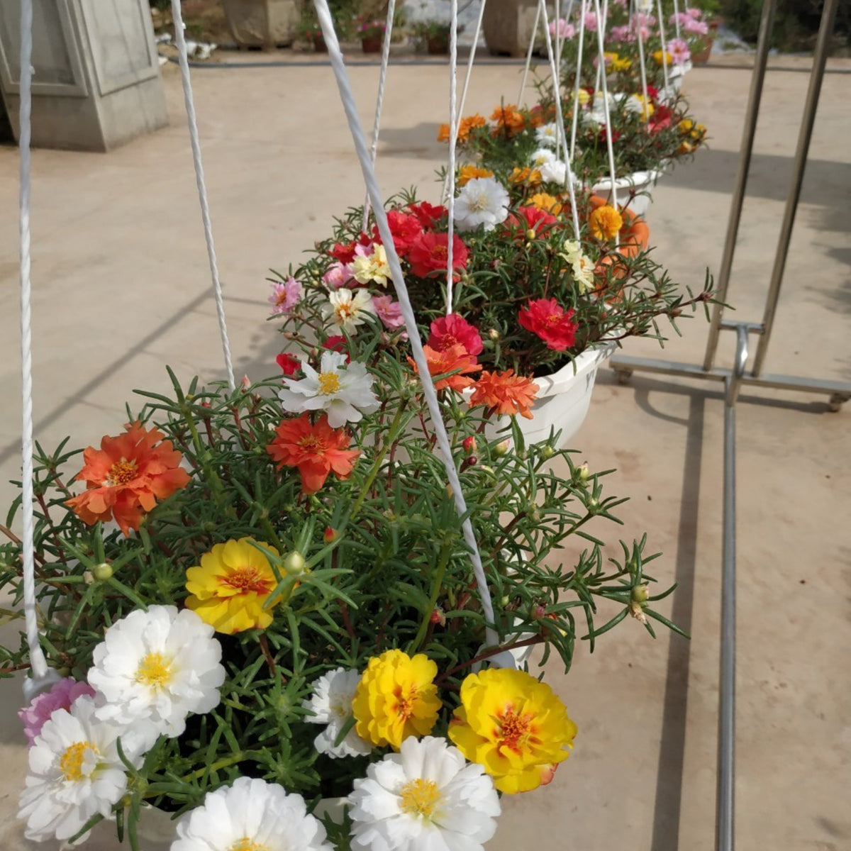 Portulaca 'Happy Hour' Series Seeds - Moss Rose Seeds, 30 seeds