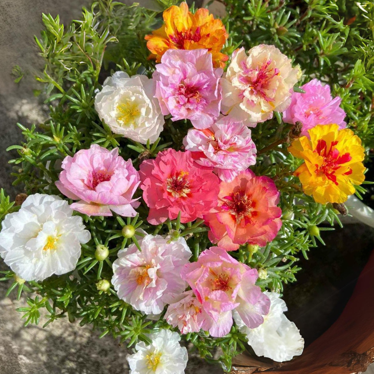 Portulaca 'Happy Hour' Series Seeds - Moss Rose Seeds, 30 seeds