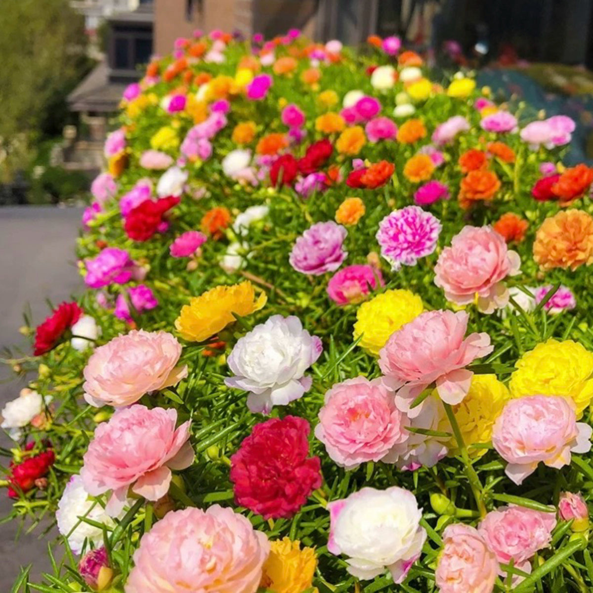 Portulaca 'Happy Hour' Series Seeds - Moss Rose Seeds, 30 seeds
