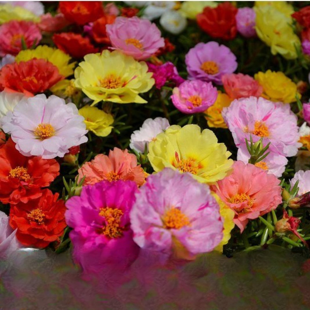 Portulaca 'Happy Hour' Series Seeds - Moss Rose Seeds, 30 seeds