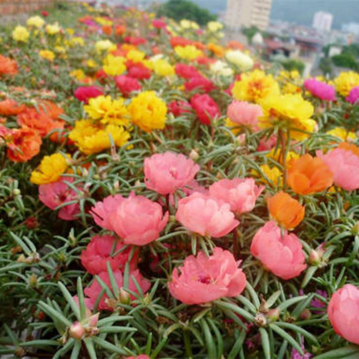 Portulaca 'Happy Hour' Series Seeds - Moss Rose Seeds, 30 seeds