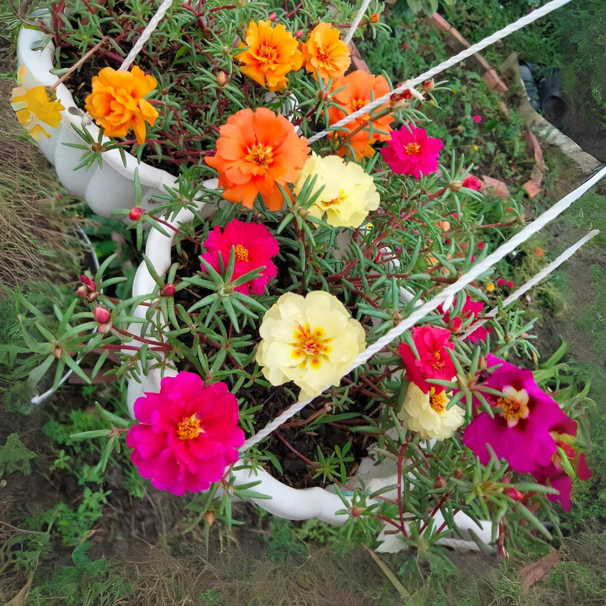 Portulaca 'Happy Hour' Series Seeds - Moss Rose Seeds, 30 seeds