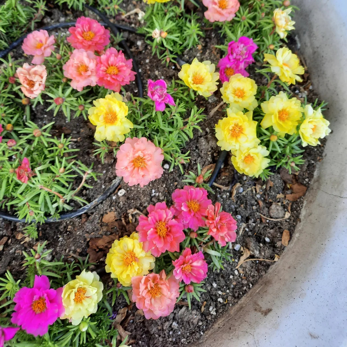 Portulaca 'Happy Hour' Series Seeds - Moss Rose Seeds, 30 seeds