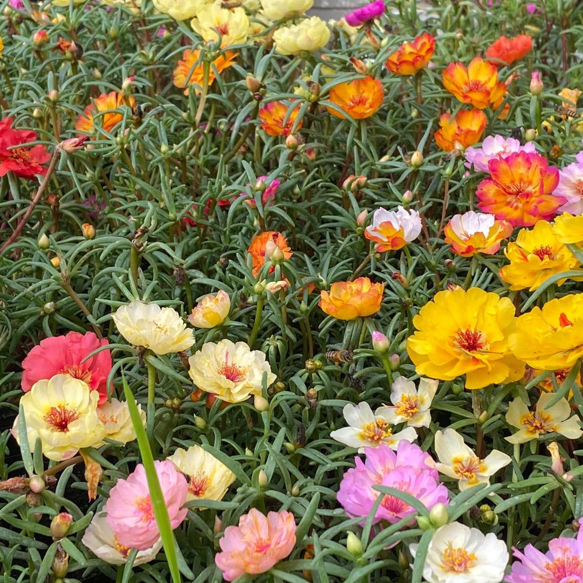 Portulaca 'Happy Hour' Series Seeds - Moss Rose Seeds, 30 seeds