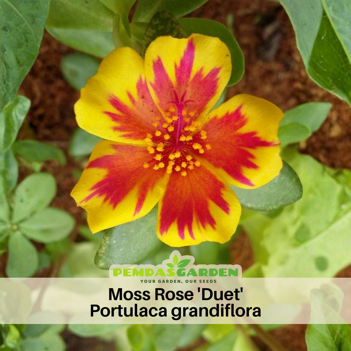 Duet Portulaca Seeds - Moss Rose Seeds, Purslanes Seeds, 30 seeds