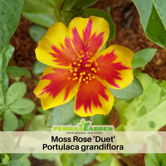Duet Portulaca Seeds - Moss Rose Seeds, Purslanes Seeds, 30 seeds