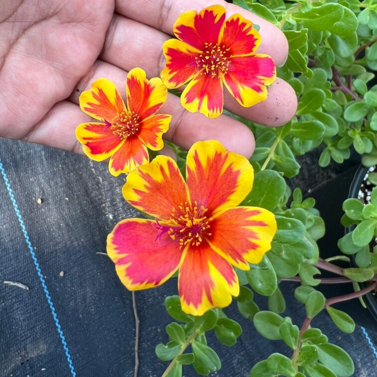 Duet Portulaca Seeds - Moss Rose Seeds, Purslanes Seeds, 30 seeds