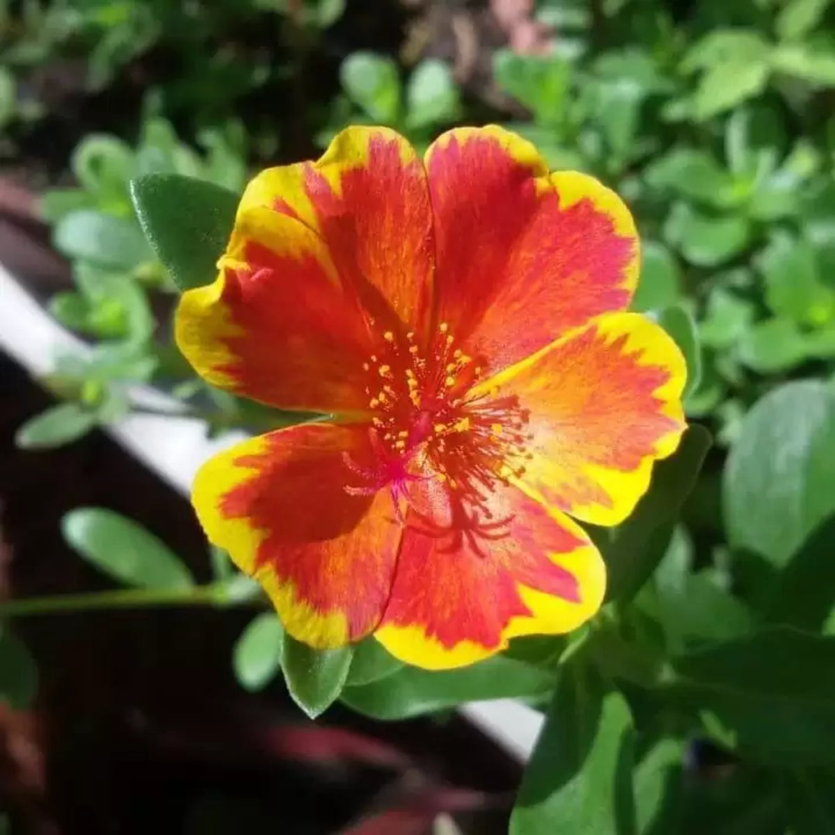 Duet Portulaca Seeds - Moss Rose Seeds, Purslanes Seeds, 30 seeds