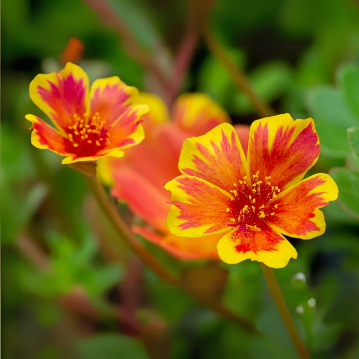 Duet Portulaca Seeds - Moss Rose Seeds, Purslanes Seeds, 30 seeds