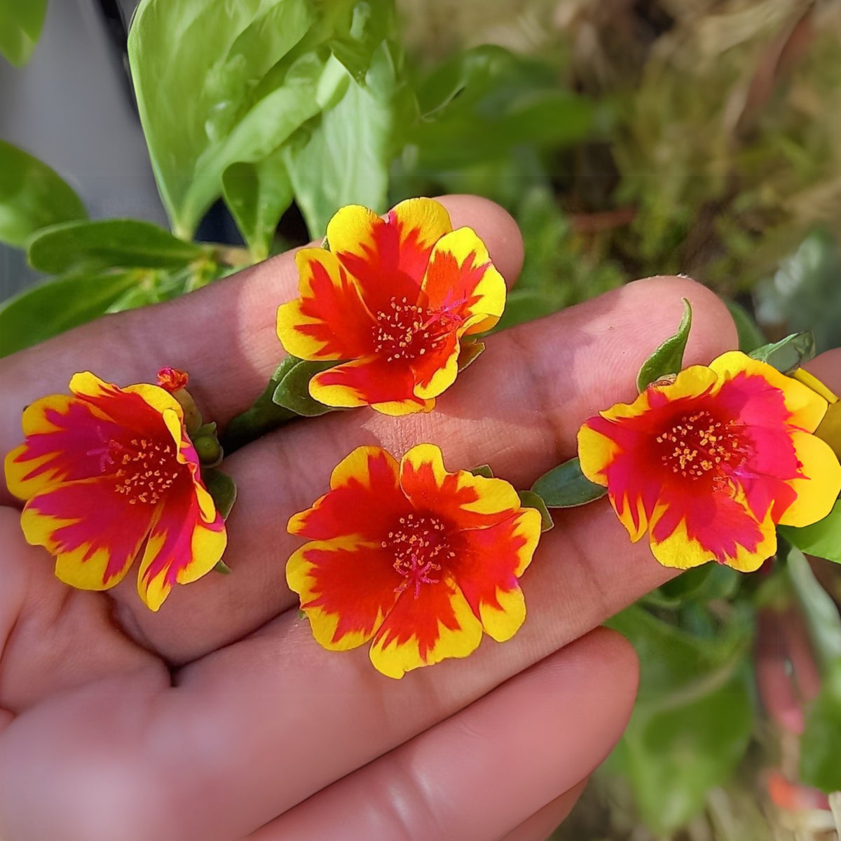 Duet Portulaca Seeds - Moss Rose Seeds, Purslanes Seeds, 30 seeds