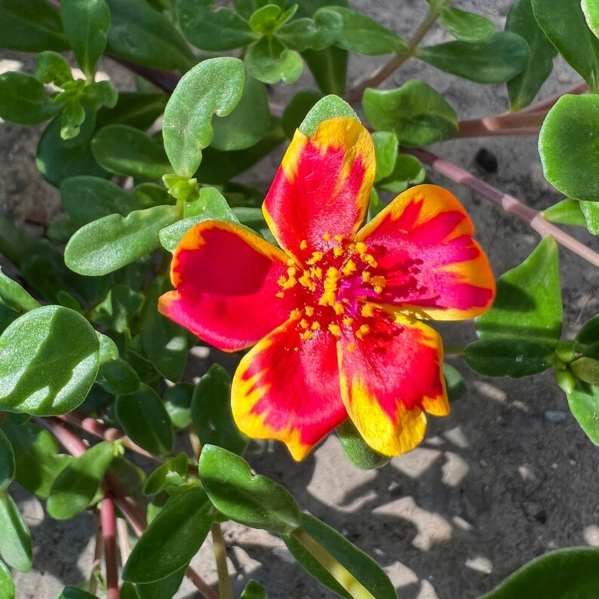 Duet Portulaca Seeds - Moss Rose Seeds, Purslanes Seeds, 30 seeds