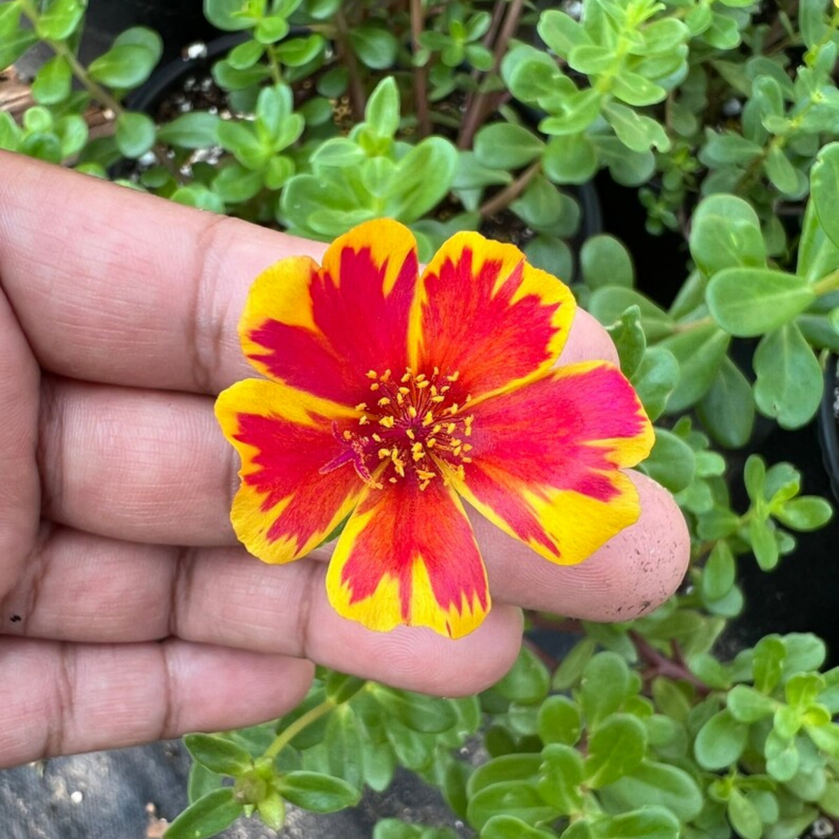 Duet Portulaca Seeds - Moss Rose Seeds, Purslanes Seeds, 30 seeds