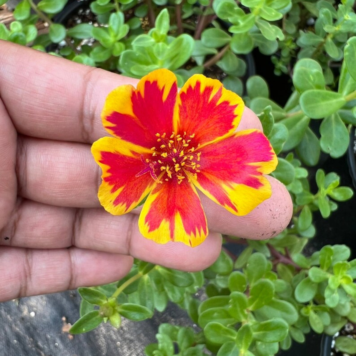 Duet Portulaca Seeds - Moss Rose Seeds, Purslanes Seeds, 30 seeds